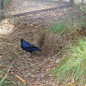 Satin Bowerbird