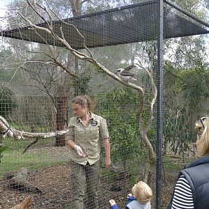 Kookaburra training and feeding