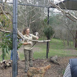 Kookaburra training and feeding