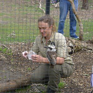 Kookaburra training and feeding