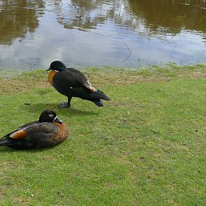 Mountain Shell ducks