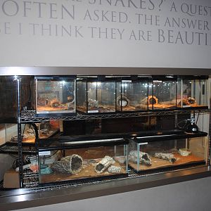Carl Kauffeld Hall of Reptiles - Nursery