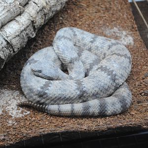 Tamaulipan Rock Rattlesnake