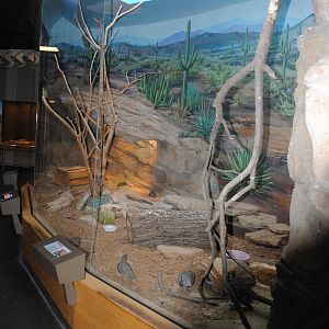 Rattlesnake Ridge exhibit (home to Beaded Lizard, Roadrunner, Burrowing Owl