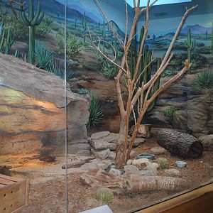 Rattlesnake Ridge exhibit (home to Beaded Lizard, Roadrunner, Burrowing Owl