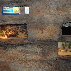 Small Rattlesnake Exhibits