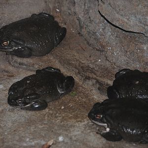 Colorado River Toads