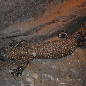 Beaded Lizard