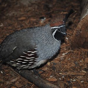 Gambel's Quail