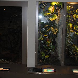 Right to Left: Mission Golden-eye Frogs, Panamanian Golden Frogs/Green and