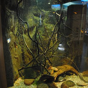 Tentacled Snakes/Fly River Turtle