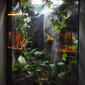 Solomon Islands Leaf Frogs exhibit