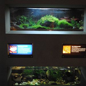 Fire Salamander (top) and Axolotl (bottom) exhibits