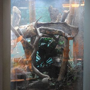 New Caledonian Giant Gecko exhibit