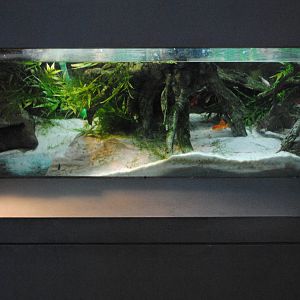 West African Dwarf Crocodile terrarium (very small)