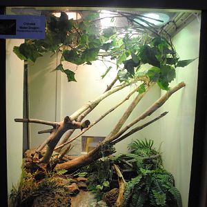 Chinese Water Dragons exhibit