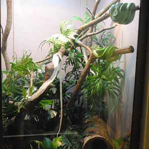 Green Tree Python/Emerald Tree Boa exhibit