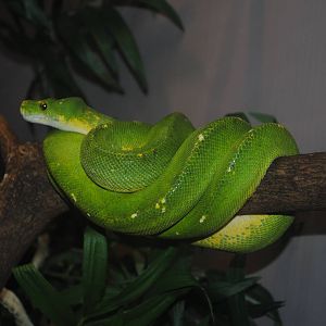 Green Tree Python