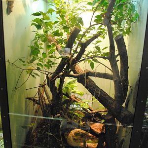 Henkel's Leaf-tailed Gecko exhibit