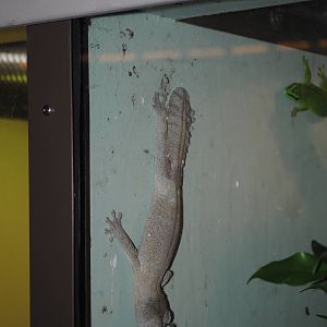 Henkel's Leaf-tailed Gecko