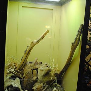Frilled Lizards exhibit (with unlabeled Blue-tongue Skink)