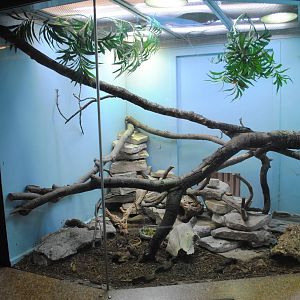 Starred Agamas exhibit (with unlabeled Mozambique Girdled Lizard)