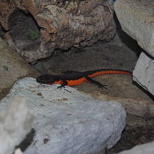 Mozambique Girdled Lizard