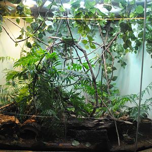 Red-tailed Ratsnake/Taiwan Beauty Ratsnake exhibit