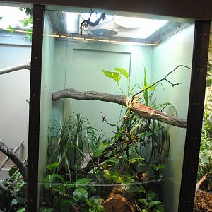 Scheltopusik exhibit (with unlabled white-lined geckos)