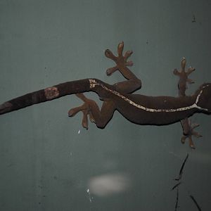 White-lined Gecko