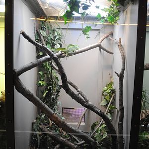 Green Crested Basilisk exhibit