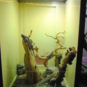 Mwanza Flat-headed Rock Agamas exhibit