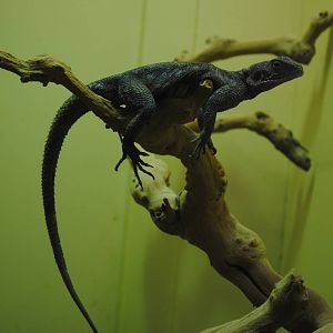 Mwanza Flat-headed Rock Agama