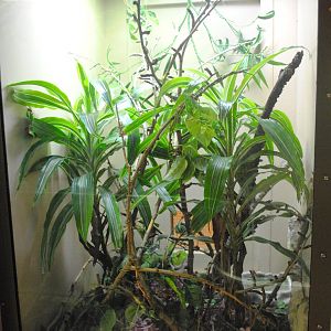 Panther Chameleon exhibit
