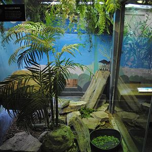 Rhinoceros Iguana exhibit
