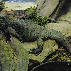 Rhinoceros Iguana