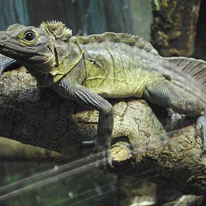 Philippine Sail-fin Lizard