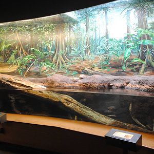 Green Anaconda/Boa Constrictor exhibit