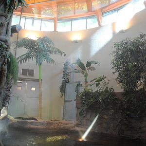 American Alligators exhibit