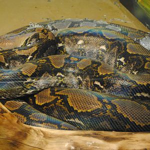 Reticulated Python