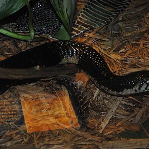 Forest Cobra