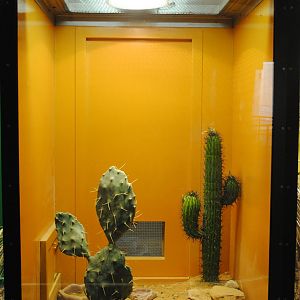 Desert Massasauga exhibit