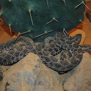 Desert Massasauga