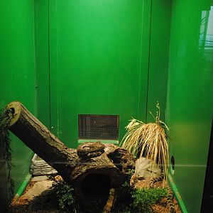 Northern Pacific Rattlesnakes exhibit