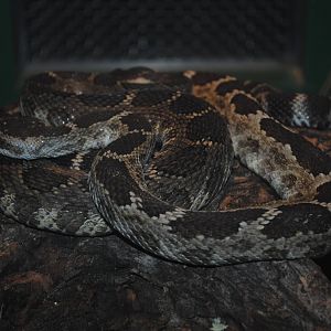 Northern Pacific Rattlesnake