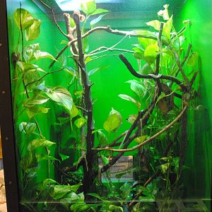 Eyelash Viper exhibit