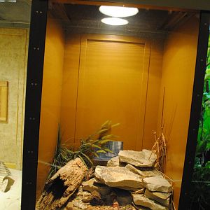 Trans-Pecos Copperhead exhibit