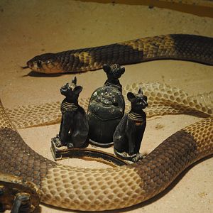 Egyptian cobra