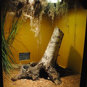 South American Rattlesnakes exhibit