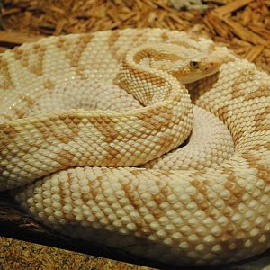 South American Rattlesnake